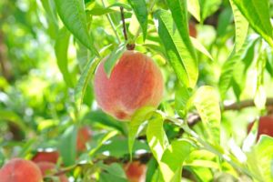 Oz delite white peach ripening on tree