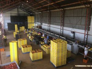 Packing and grading stone fruits in warehouse