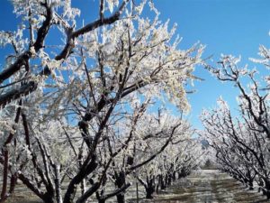 Finlay stone fruit orchard frozen in winter